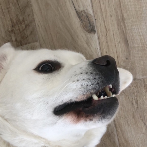 Meet your Posher, Rhett - Picture 1 of 1